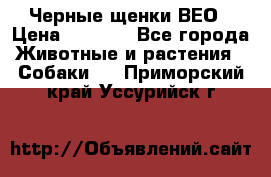 Черные щенки ВЕО › Цена ­ 5 000 - Все города Животные и растения » Собаки   . Приморский край,Уссурийск г.